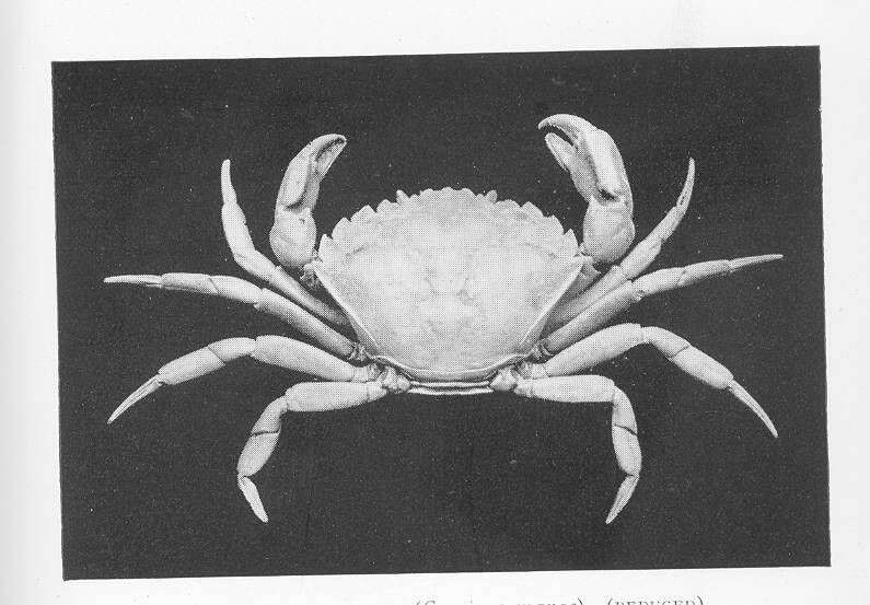 Image of Carcinidae MacLeay 1838