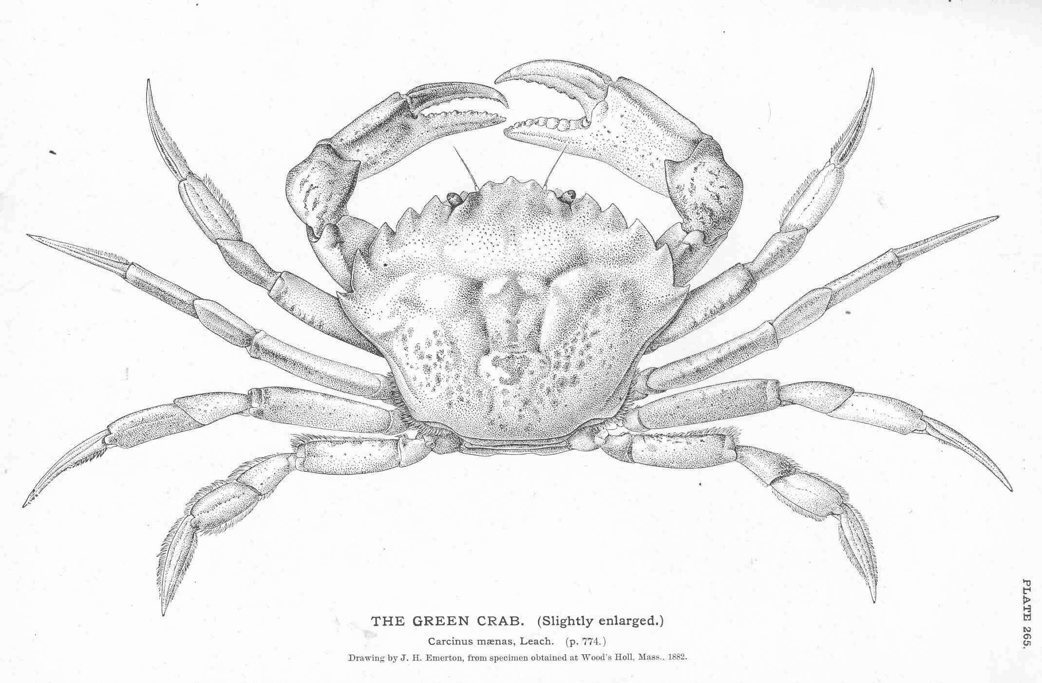 Imagem de Carcinidae MacLeay 1838