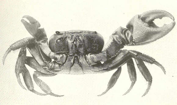 Sivun Cardisoma Latreille ex Latreille, Le Peletier, Serville & Guérin 1828 kuva