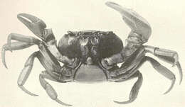 Image of Cardisoma Latreille ex Latreille, Le Peletier, Serville & Guérin 1828