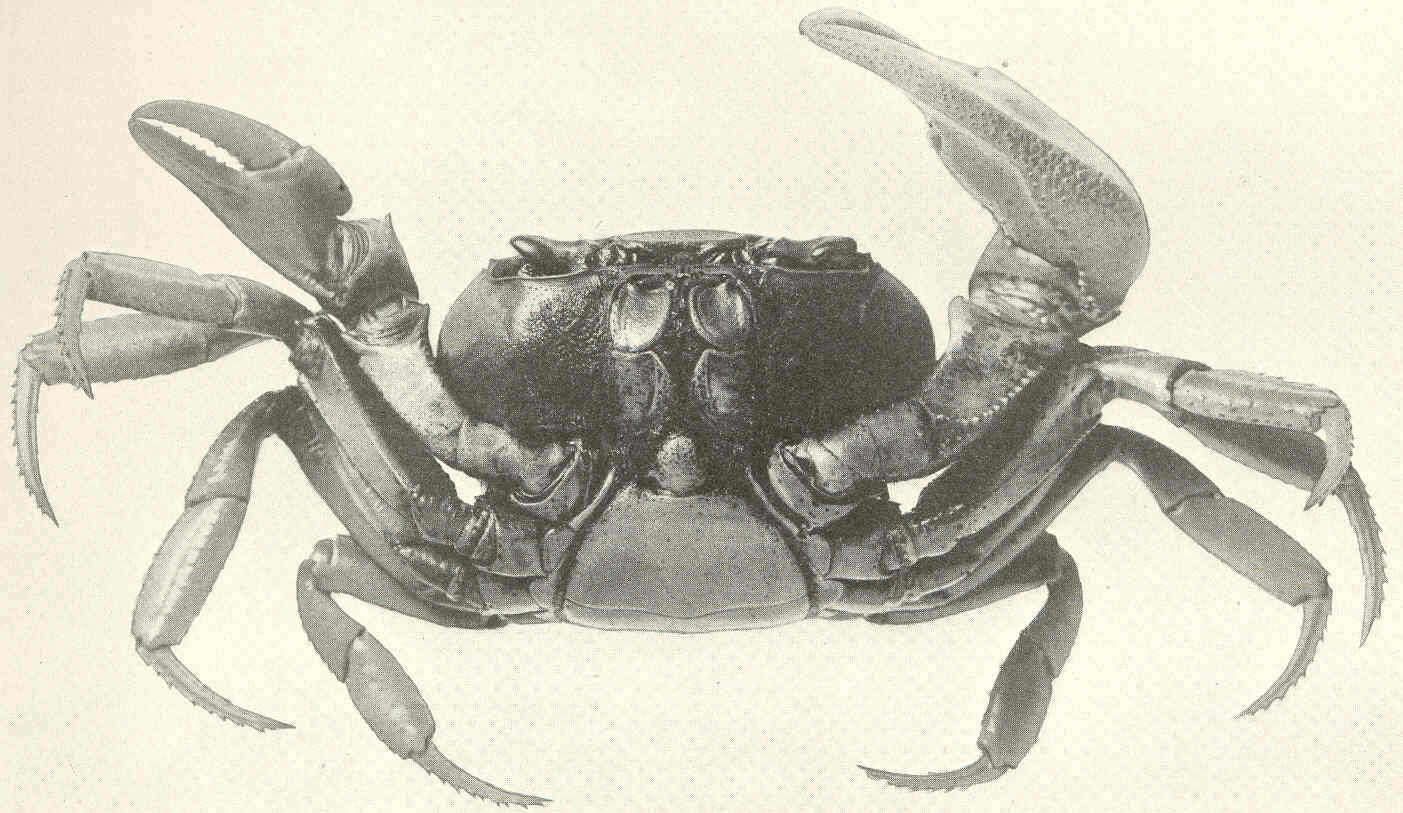 Sivun Cardisoma Latreille ex Latreille, Le Peletier, Serville & Guérin 1828 kuva