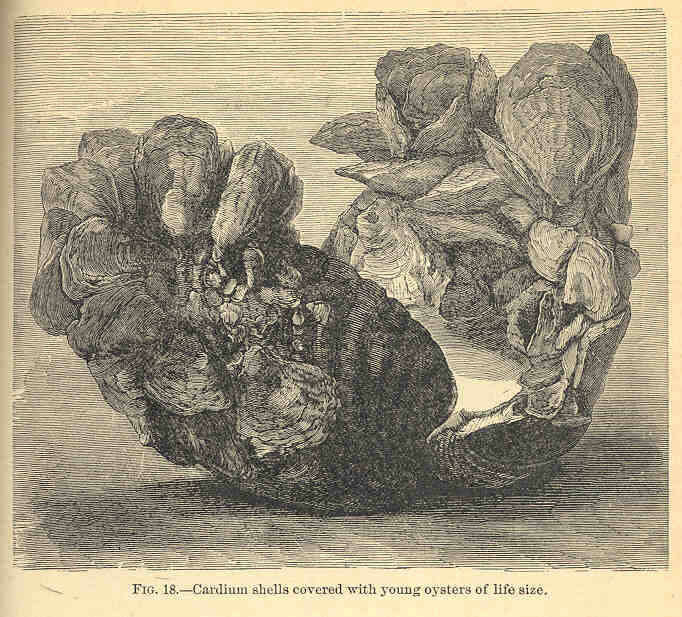 Image de Cardioidea Lamarck 1809