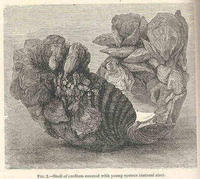 Image of Cardioidea Lamarck 1809