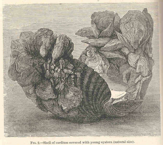 Image de Cardioidea Lamarck 1809