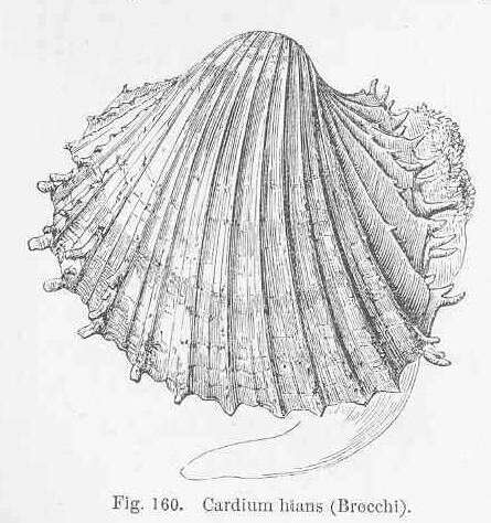 Image of Cardiidae Lamarck 1809