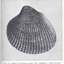 Image of Clinocardium nuttallii (Conrad 1837)