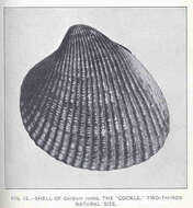 Image of Clinocardium Keen 1936