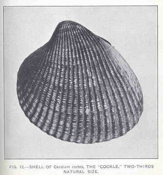 Imagem de Clinocardium Keen 1936