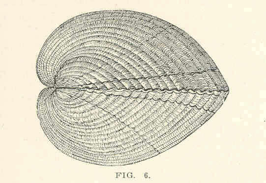 Image of Clinocardium Keen 1936