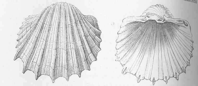 Image of Cardium Linnaeus 1758