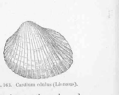 Image of Cardioidea Lamarck 1809