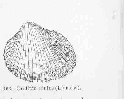 Image of Cardiidae Lamarck 1809