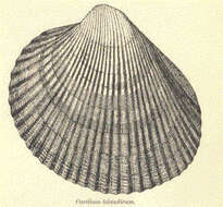 Image of Cardiidae Lamarck 1809