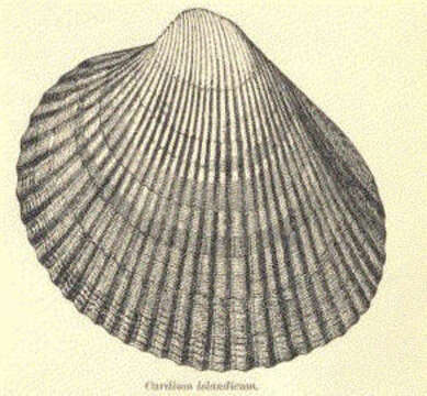 Image of Cardioidea Lamarck 1809