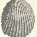 Image of Trachycardium isocardia (Linnaeus 1758)