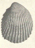Image de Trachycardium Mörch 1853