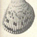 Image of Atlantic giant cockle