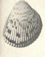Sivun Dinocardium Dall 1900 kuva