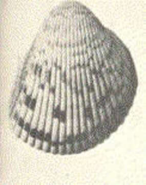 Image of Dinocardium Dall 1900