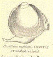 Image of morton eggcockle
