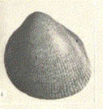 Sivun Laevicardium Swainson 1840 kuva