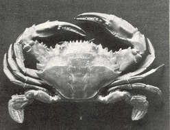 Image of Swimmer crab