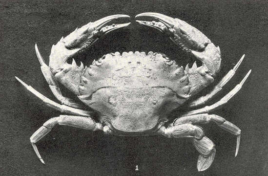 Image of Swimmer crab