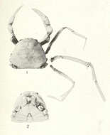Image de Chasmocarcinidae Serène 1964