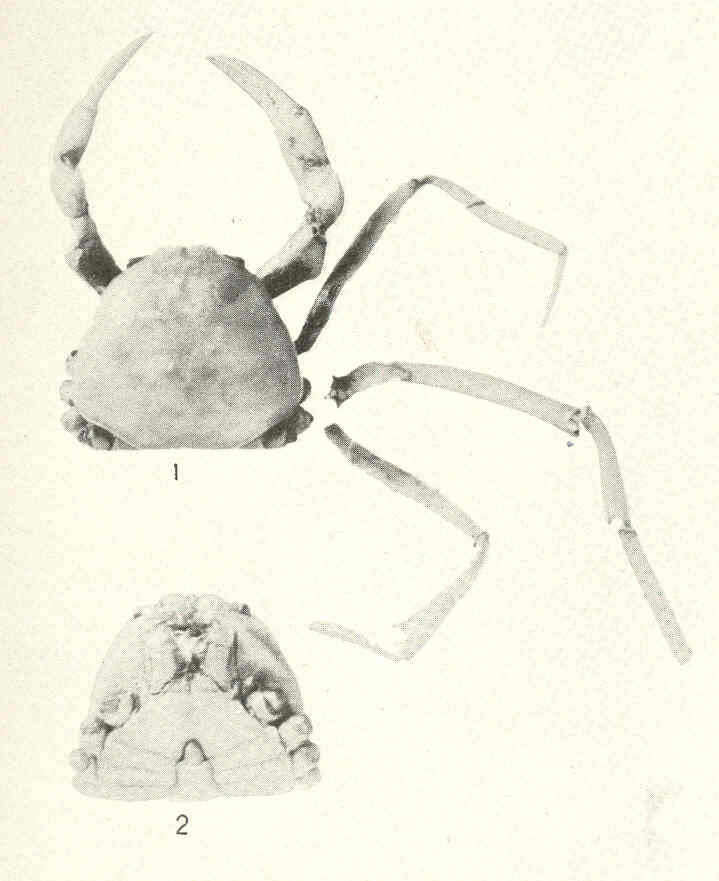 Image de Chasmocarcinidae Serène 1964