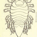 صورة Chiridotea coeca (Say 1818)
