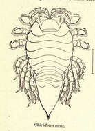 Image of Chaetiliidae Dana 1849