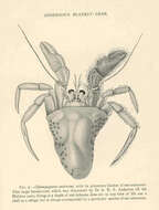 Image of Paguropsis Henderson 1888