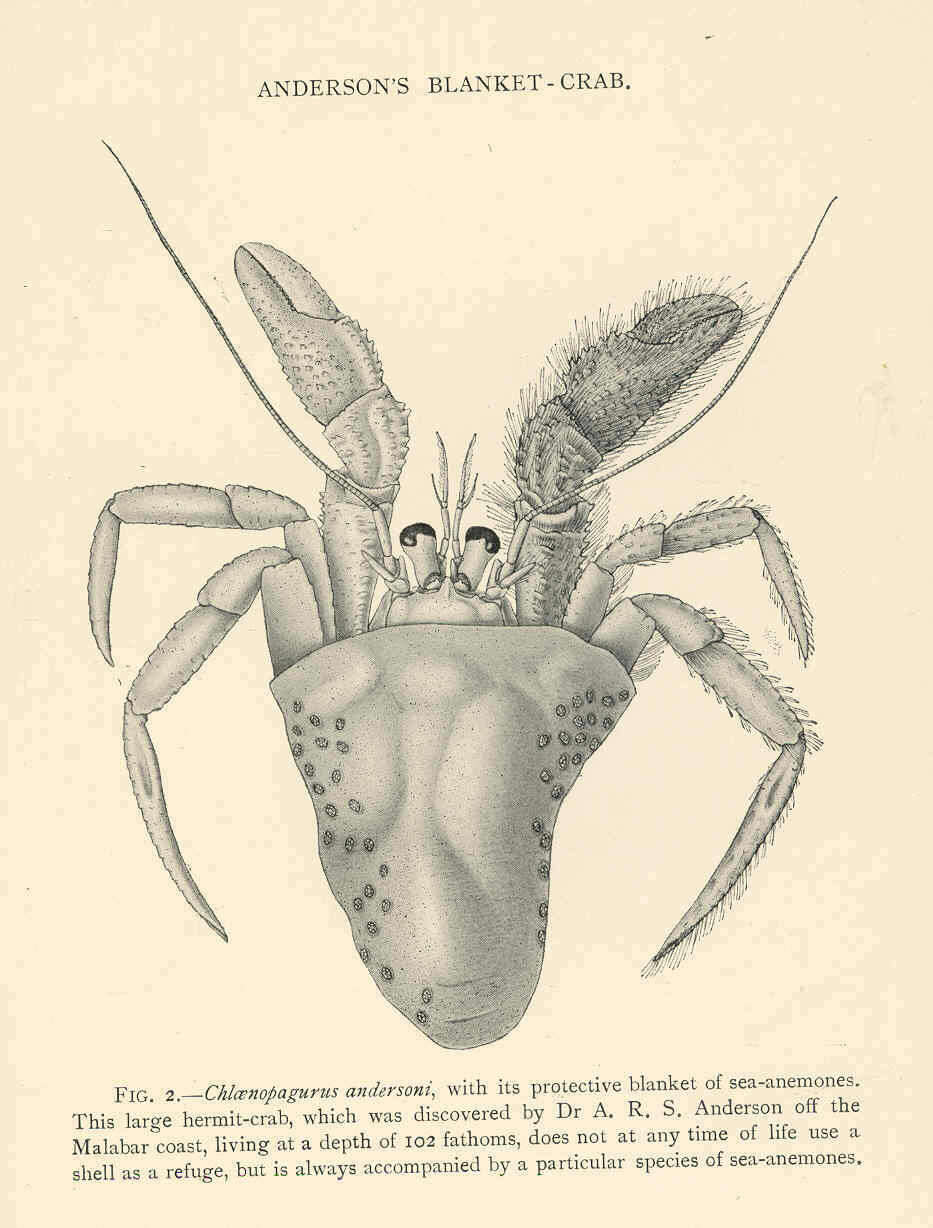 Слика од Paguropsis Henderson 1888