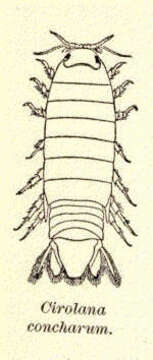 Image of Politolana Bruce 1981