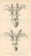 Sivun Clibanarius Dana 1852 kuva