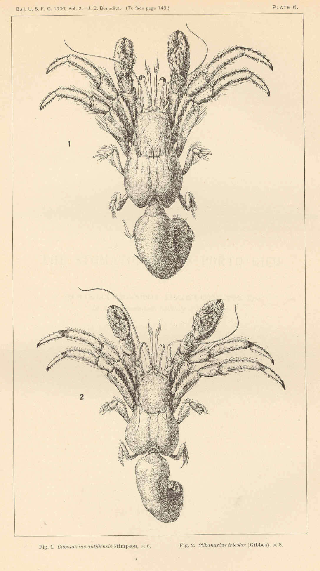 Sivun Clibanarius Dana 1852 kuva