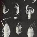 Image of Periclimenaeus quadridentatus (Rathbun 1906)