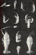 Sivun Periclimenaeus Borradaile 1915 kuva
