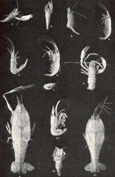 Image de Periclimenaeus Borradaile 1915