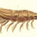 Image of kuro shrimp