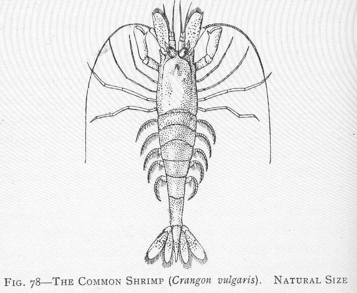 Image of Crangonoidea Haworth 1825
