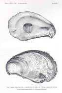 Image of Ostreoidea Rafinesque 1815