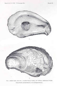 Image de Ostreoidea Rafinesque 1815