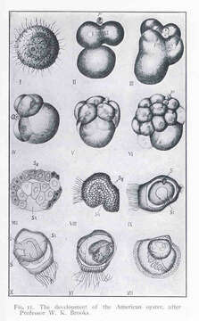 Image of Ostreoidea Rafinesque 1815