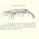 Image of Crustacea Brünnich 1772