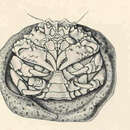 Image of Cryptodromia Stimpson 1858