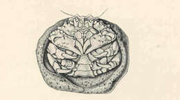 Image of Dromioidea De Haan 1833