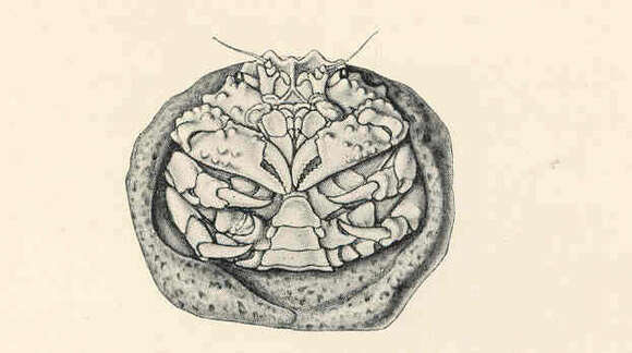 Image of Dromiidae De Haan 1833