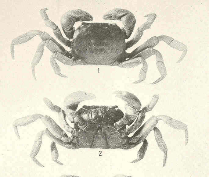 Image of Varunidae