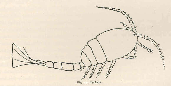 Image of Cyclopidae Rafinesque 1815